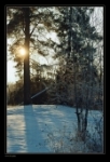 Солнечный день в зимнем лесу.
